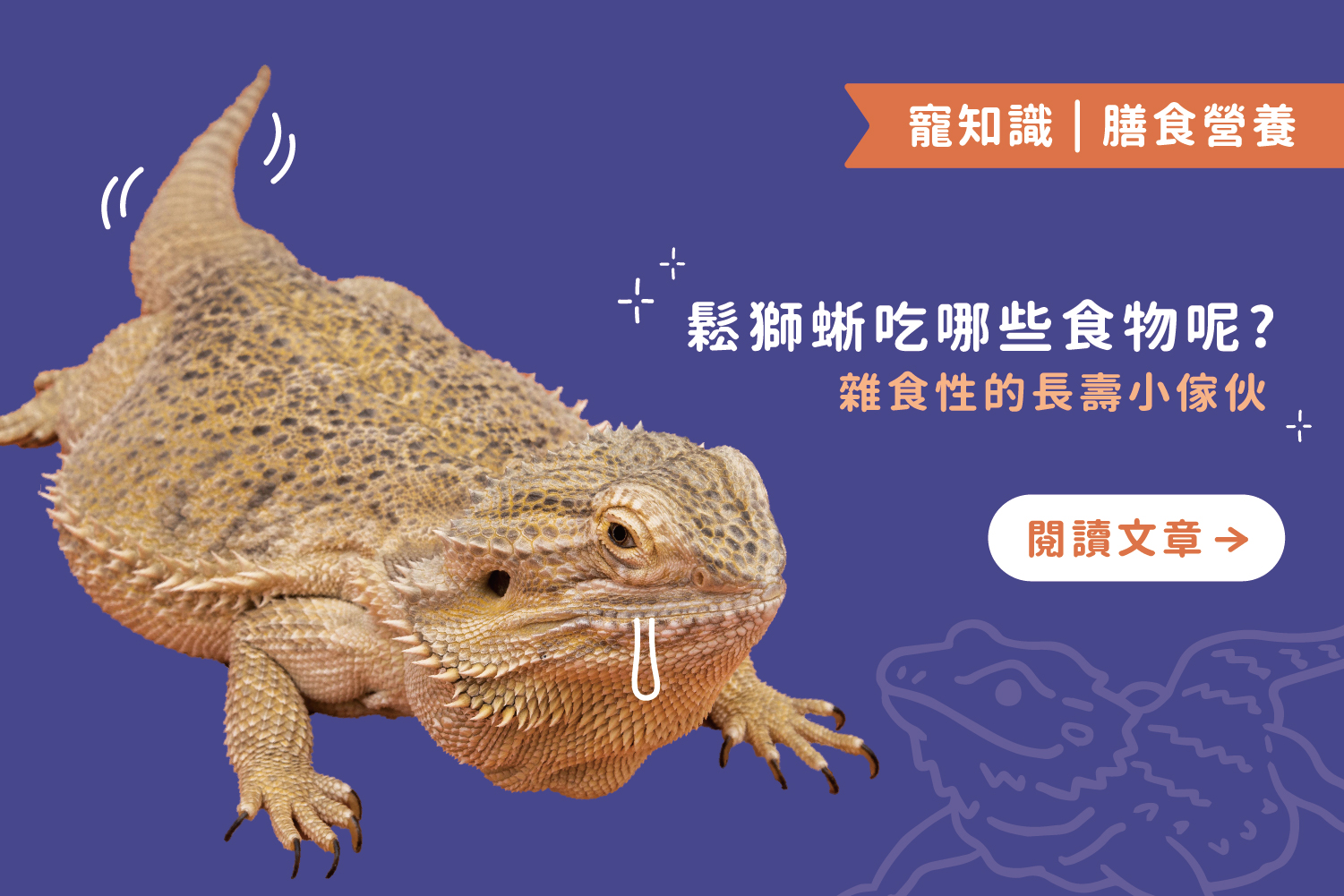 雜食性的長壽小傢伙｜鬆獅蜥吃哪些食物呢 ? 