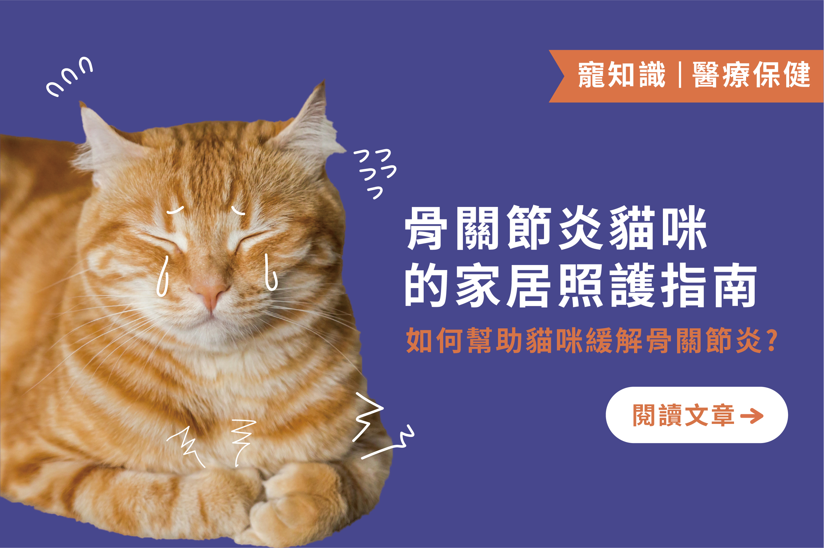 骨關節炎貓咪的家居照護指南｜緩解骨關節炎的3個環境改造建議