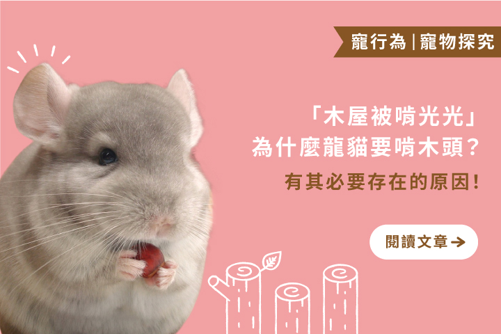 木屋被啃光光｜為什麼龍貓要啃木頭？兩大原因告訴你