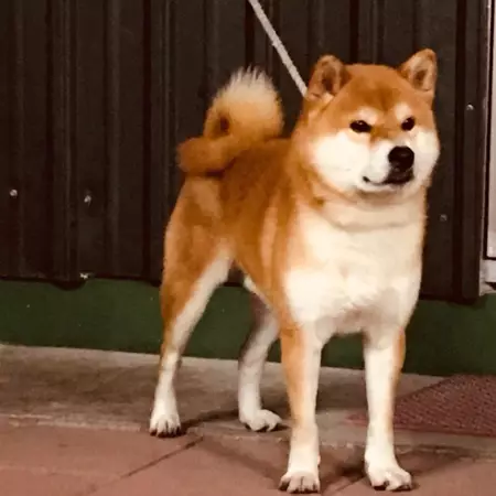 內埔柴犬莊