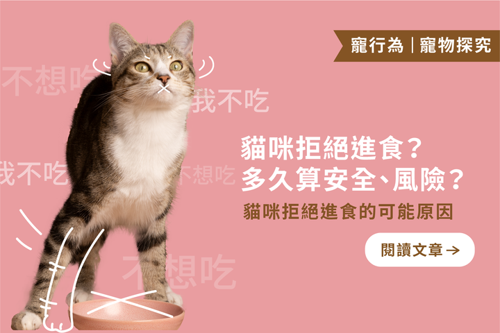 貓咪拒絕進食的5個可能原因｜停食的潛在風險及4個處理方法