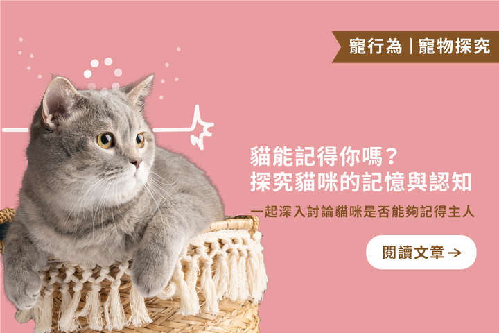 貓能記得你嗎？｜貓咪的記憶如何影響與主人的聯繫？探究貓咪的記憶與認知