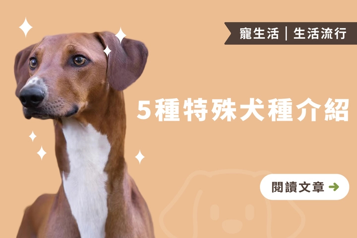 外形獨具一格｜5種特殊品種犬介紹，你所不知道的驚嘆能力和特點
