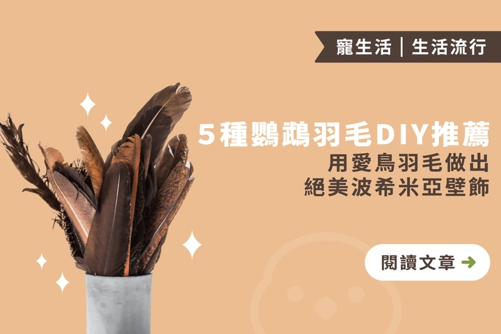 ５種鸚鵡羽毛DIY推薦｜用愛鳥羽毛做出絕美波希米亞壁飾
