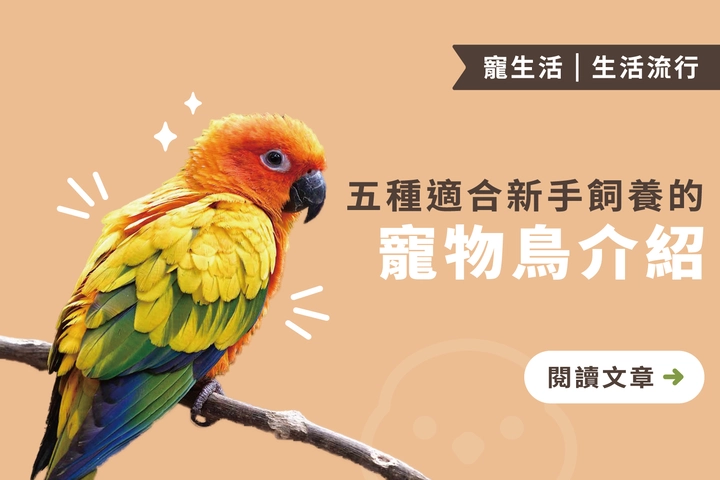五種適合新手飼養的寵物鳥介紹｜飼養注意事項及優缺點分析