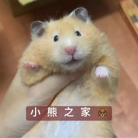 小熊之家《長毛黃金鼠/敘利亞倉鼠/熊鼠》 