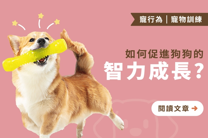如何促進狗狗的智力成長｜透過生活中的4個方式訓練