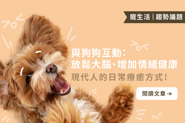 現代人的日常療癒方式｜與狗狗互動：放鬆大腦、增加情緒健康