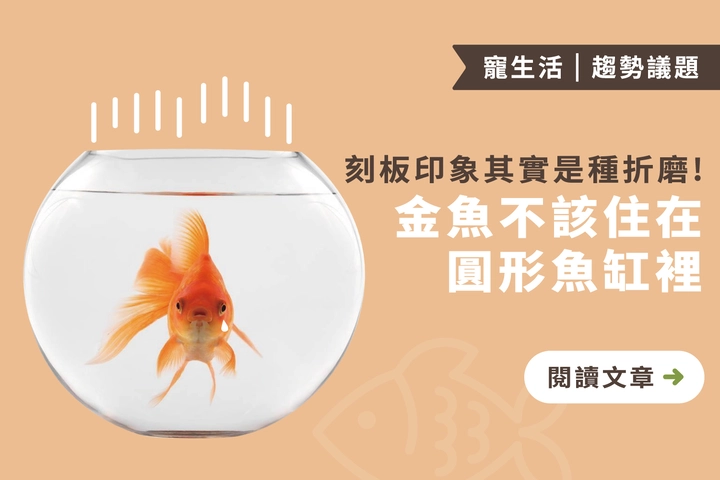 刻板印象其實是種折磨｜金魚不該住在圓形魚缸裡