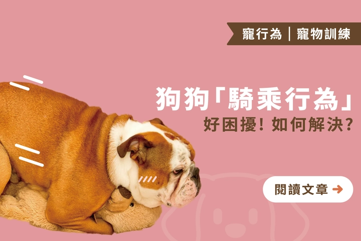 狗狗「騎乘行為」如何解決？｜騎乘行為的３個原因及訓練方法