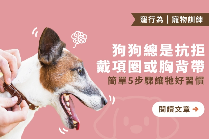 狗狗總是抗拒戴項圈或胸背帶｜簡單 5 步驟讓牠好習慣