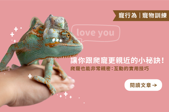 讓你跟爬寵更親近的小秘訣｜5個互動實用技巧