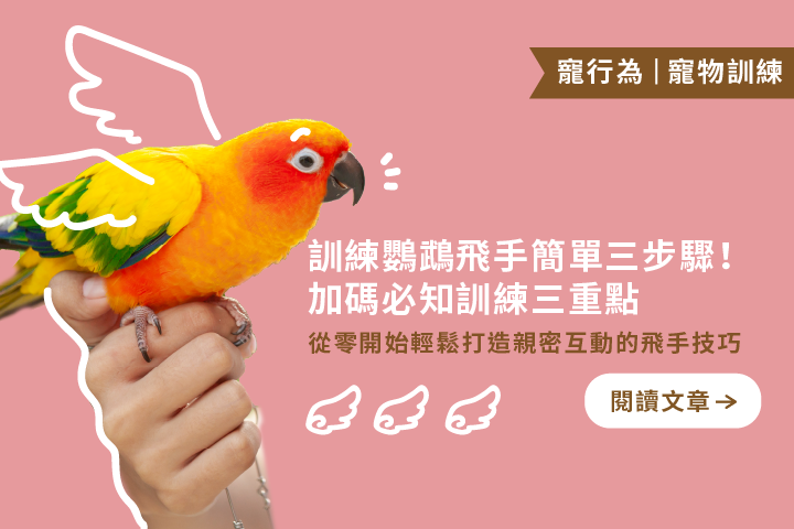 從零開始打造親密互動的飛手技巧｜訓練鸚鵡飛手簡單三步驟！加碼必知訓練三重點