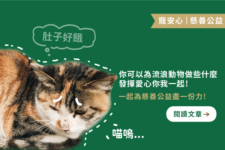 發揮愛心你我一起 ｜一起為慈善公益盡一份力！6件你可以為流浪動物做的事情