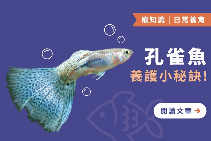 觀賞魚愛好者的首選｜孔雀魚養護的4個小秘訣