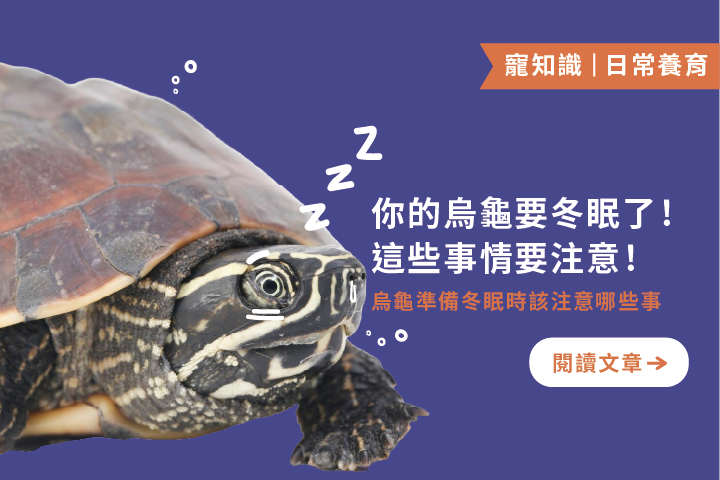你的烏龜要冬眠了｜烏龜進入冬眠期前的6個注意事項
