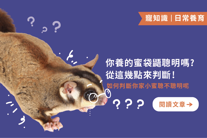 你養的蜜袋鼯聰明嗎｜從這5點來判斷 !