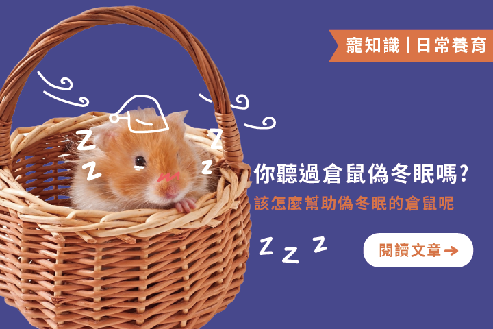 你聽過倉鼠偽冬眠嗎 ?｜倉鼠偽冬眠的４個狀態及注意事項，判斷條件及急救須知