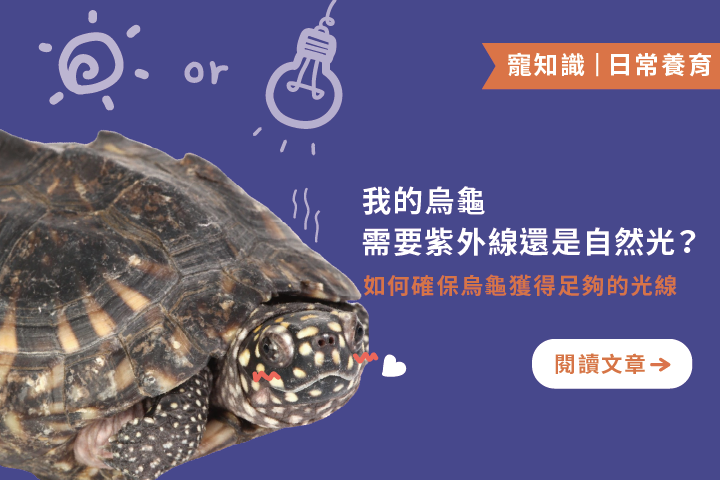 來場日光浴吧｜我的烏龜需要紫外線還是自然光？4個烏龜光照建議