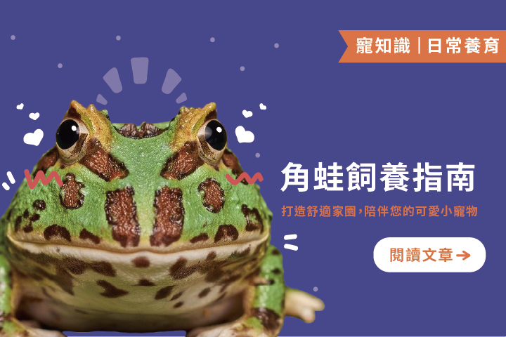 角蛙飼養指南｜4個飼養技巧，教你打造舒適家園，陪伴您的可愛小寵物