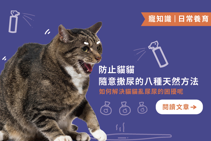 貓咪亂尿尿怎麼辦？｜告白臭味靠這些！防止貓貓隨意撒尿的8種天然方法