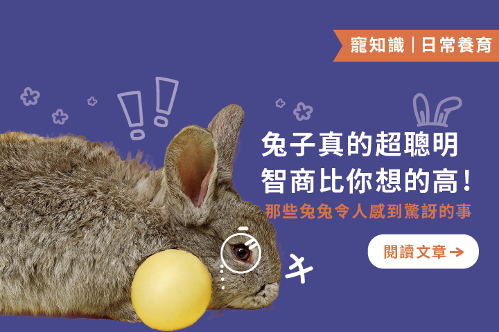 兔子真的超聰明，智商比你想的高｜兔兔令人驚訝的8個事情