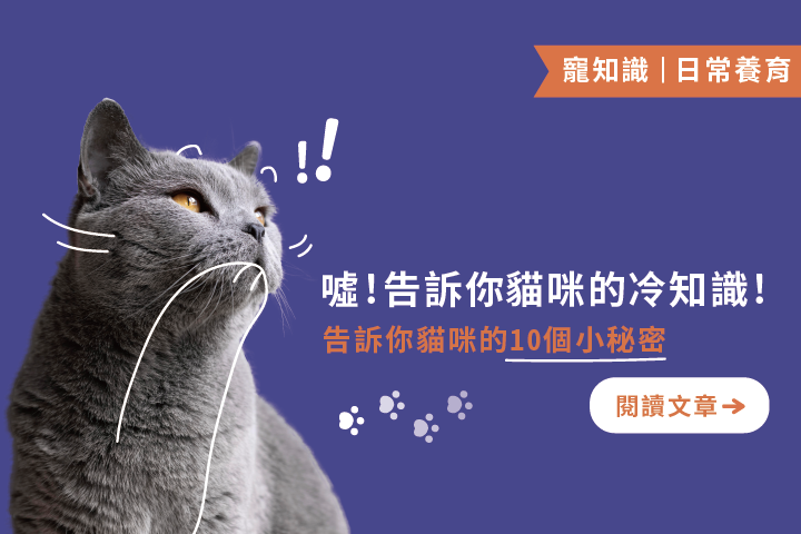 噓！你不知道的喵星人秘密｜貓咪的10個冷知識