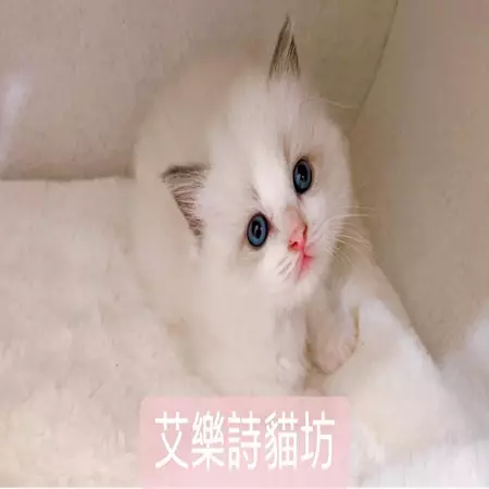 艾樂詩布偶貓舍