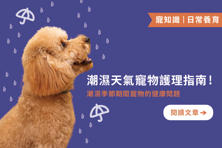 潮濕天氣寵物護理指南｜3招教你守護寵物的健康問題