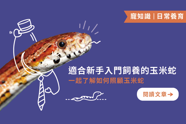 玉米蛇新手指南｜玉米蛇適合新手飼養的4個原因分析及3個照顧須知
