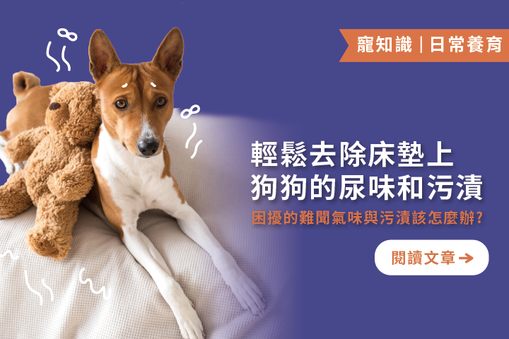 拯救床墊！狗狗尿味不用怕｜5招教你輕鬆去除床墊上的狗狗尿味和污漬 