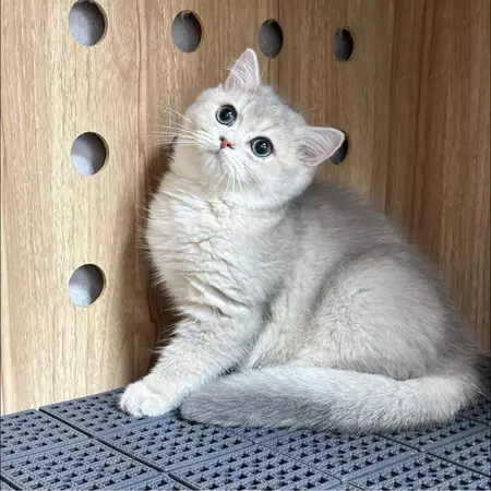 派弟英短貓舍
