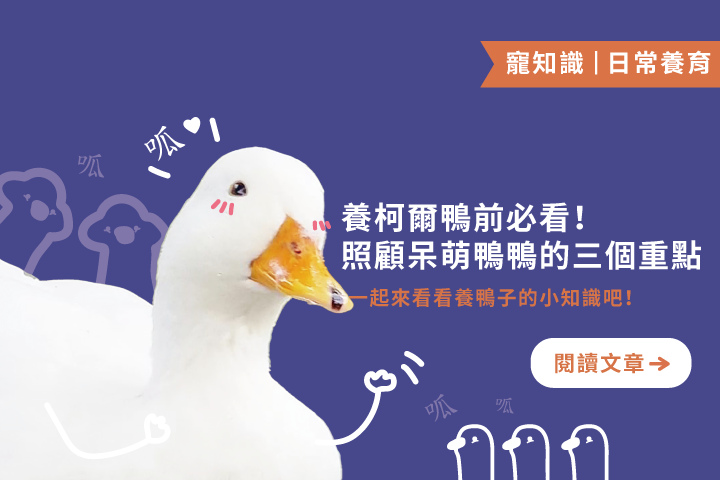 養柯爾鴨前必看｜照顧呆萌鴨鴨的三個重點