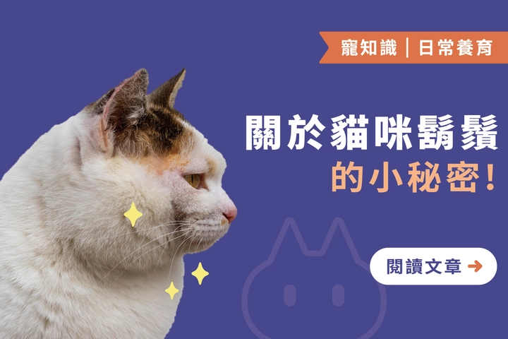不只是裝飾｜關於貓咪鬍鬚的5個小秘密