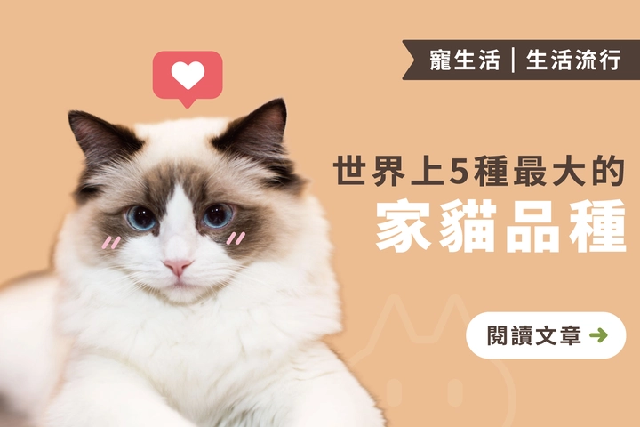 世界上5種最大的家貓品種｜牠們巨型卻也迷人的原因