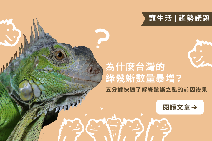 為什麼台灣的綠鬣蜥數量暴增｜五分鐘快速了解綠鬣蜥之亂的前因後果