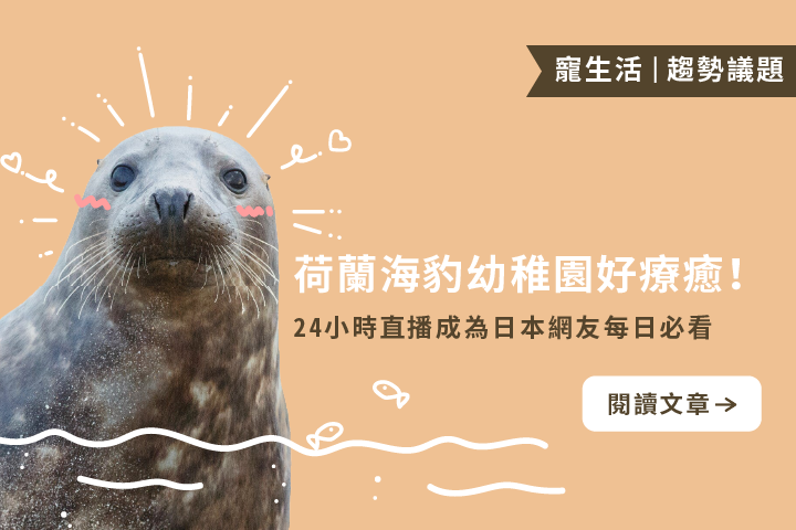 荷蘭海豹幼稚園好療癒｜24小時直播成為日本網友每日必看