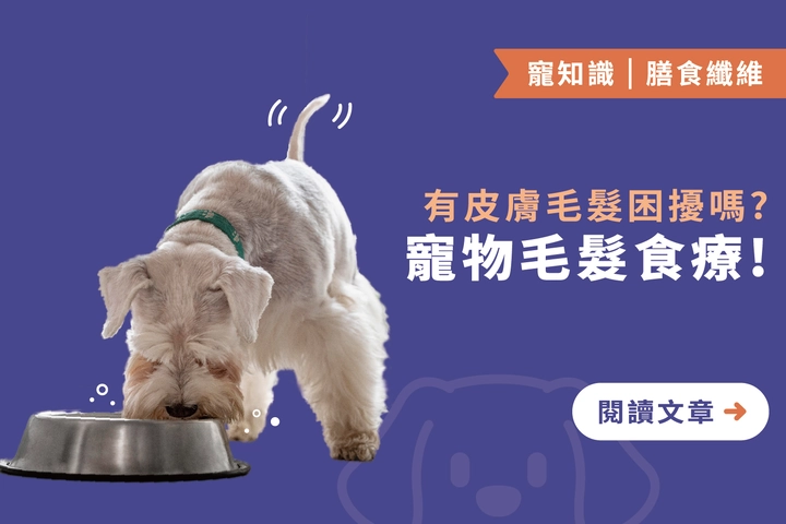 寵物毛髮食療｜5大關鍵營養與推薦食物一次掌握