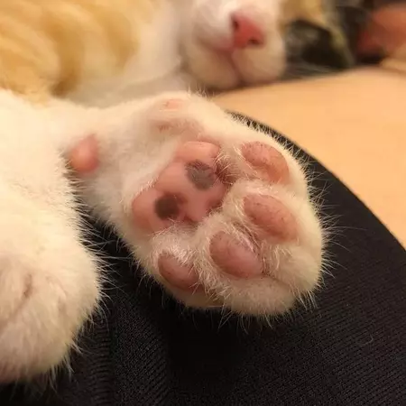國際貓家