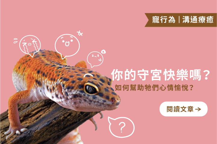 你的守宮快樂嗎｜如何幫助牠們心情愉悅？