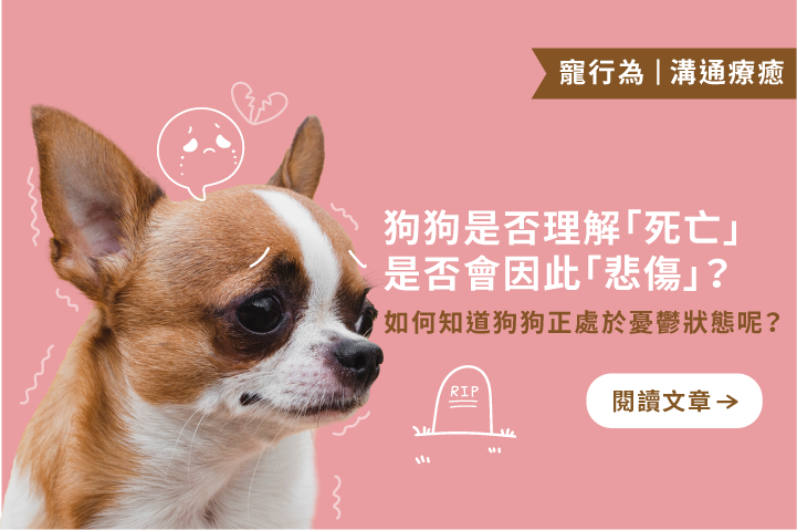 狗狗理解死亡與悲傷嗎？｜如何知道狗狗是否處於憂鬱狀態