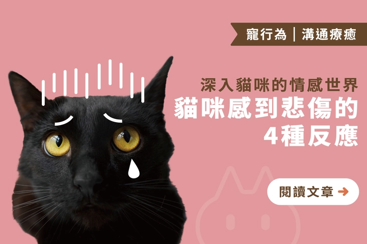 深入貓咪的情感世界｜貓咪如何感到「悲傷」的4種反應