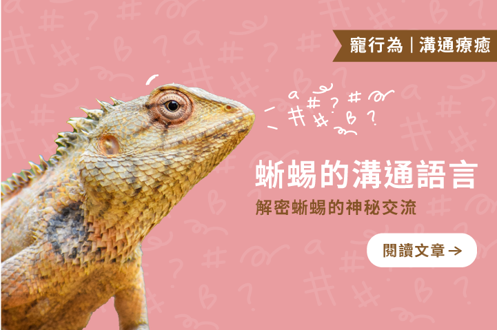 蜥蜴的溝通語言｜解密蜥蜴的神秘交流