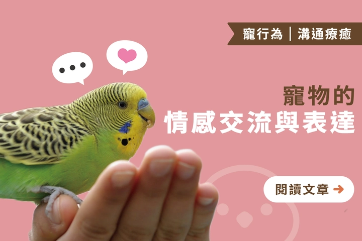 寵物是一輩子的好朋友｜寵物的情感交流與表達