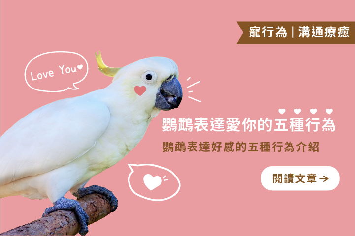 鸚鵡如何表達好感？｜鸚鵡表達愛你的五種行為