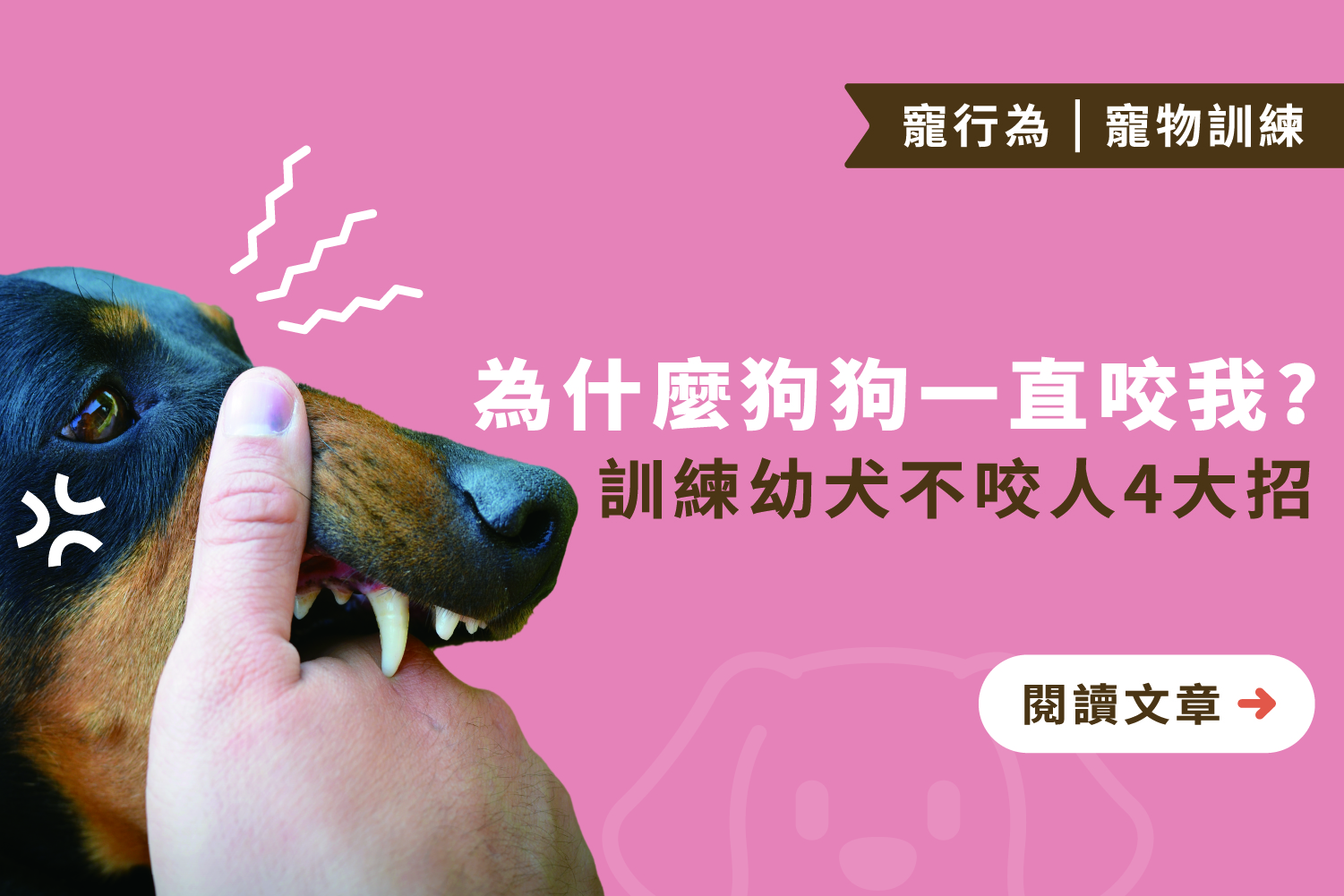 為什麼狗狗一直咬我？｜訓練幼犬不咬人4大招