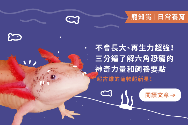 不會長大、再生力超強｜了解六角恐龍的神奇力量和飼養要點