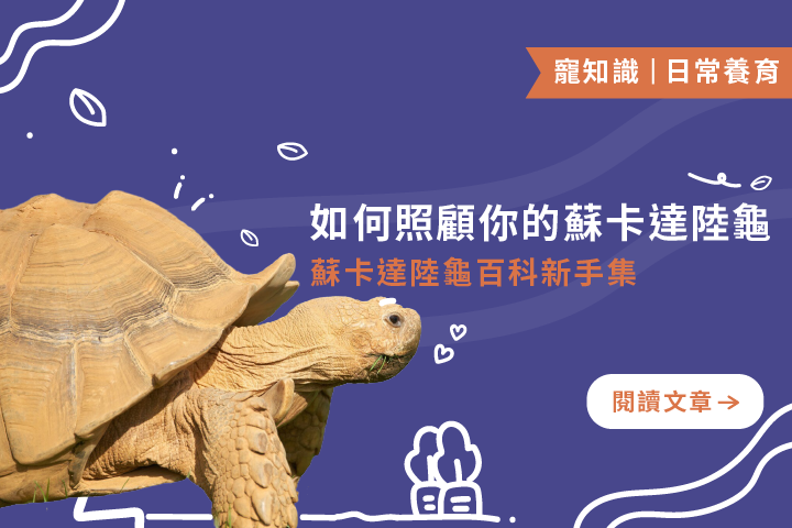 如何照顧你的蘇卡達陸龜｜蘇卡達陸龜百科新手集