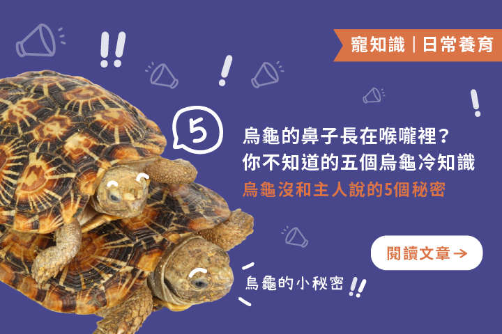 烏龜的鼻子長在喉嚨裡？｜你不知道的五個烏龜冷知識