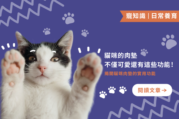 揭開貓咪肉墊的5個秘密！｜貓咪的肉墊還有什麼功能